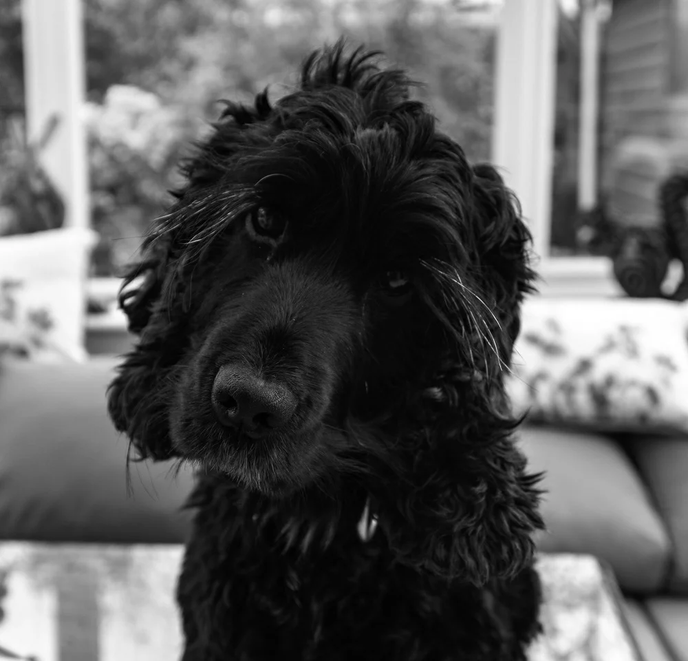 Olive, Office Cocker Spaniel