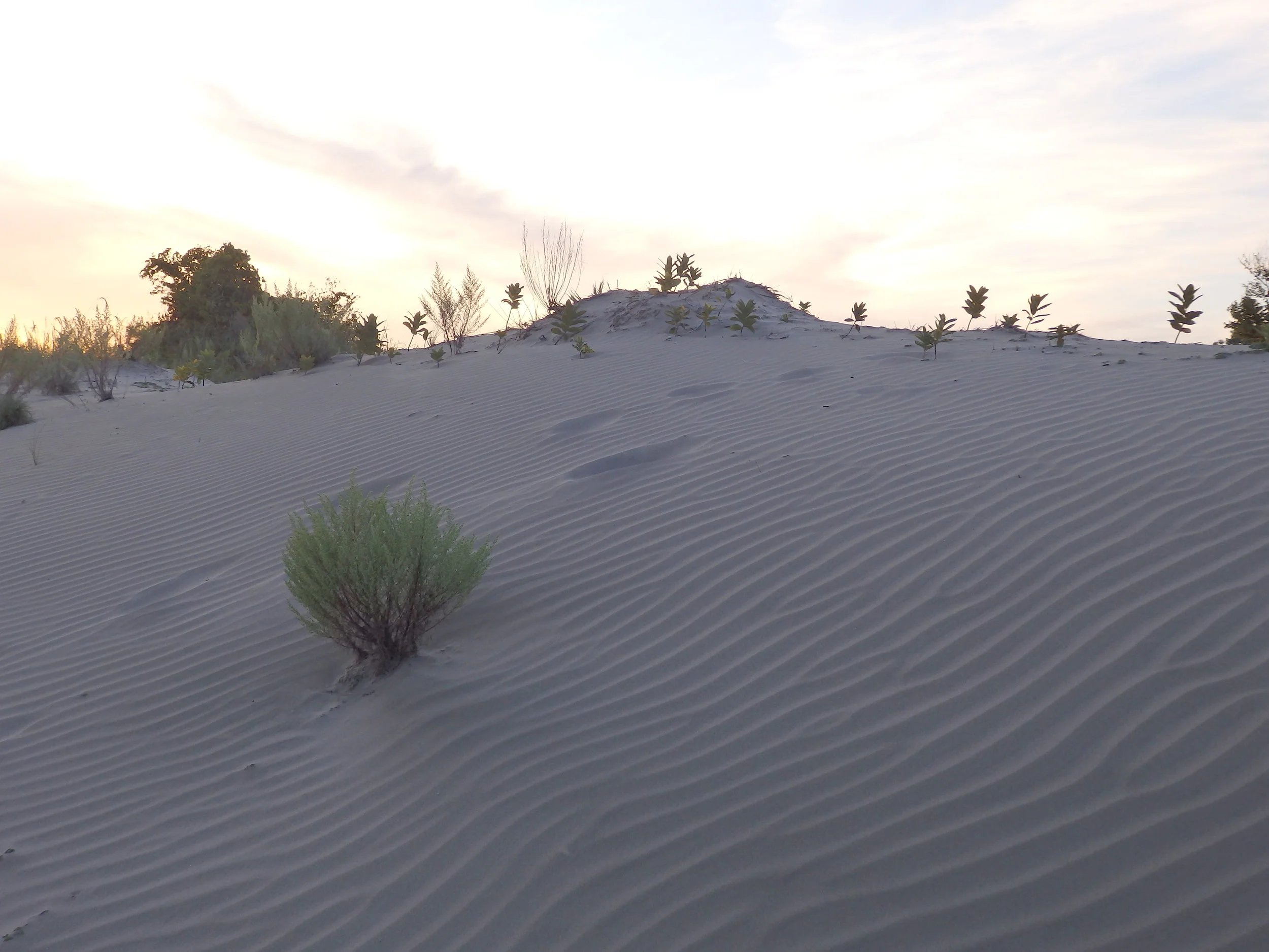 Sand Dunes In Sandbanks Provincial Park