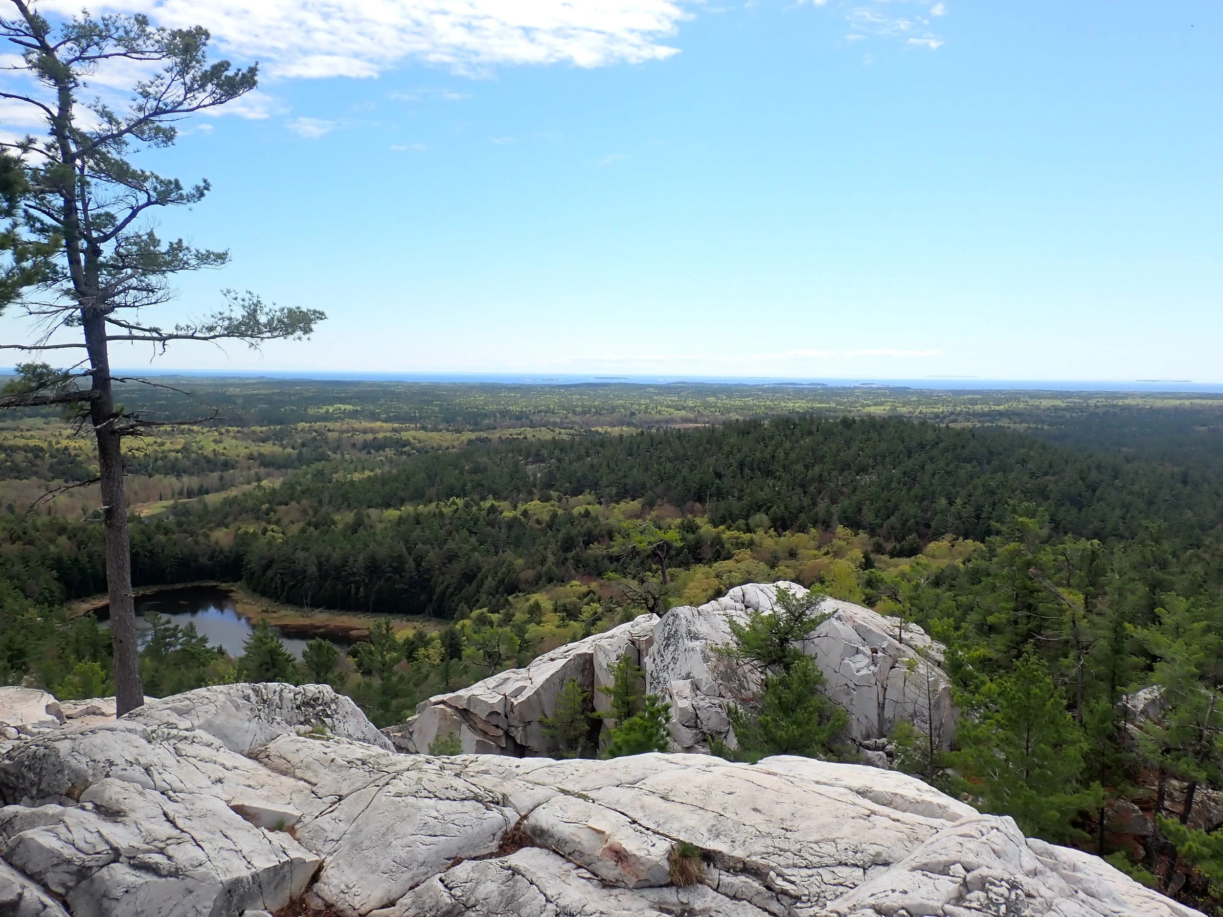 Moose On The Loose 2.0