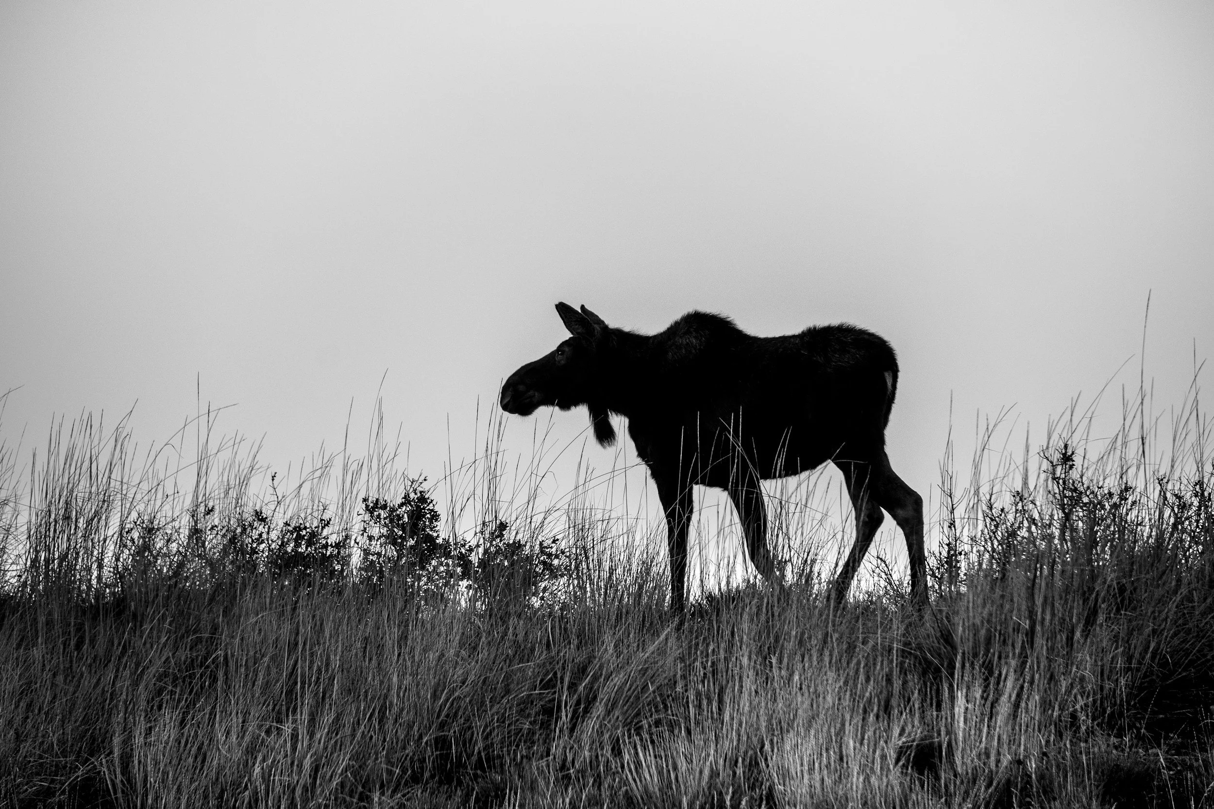 In Search Of 'The Spirit Moose'