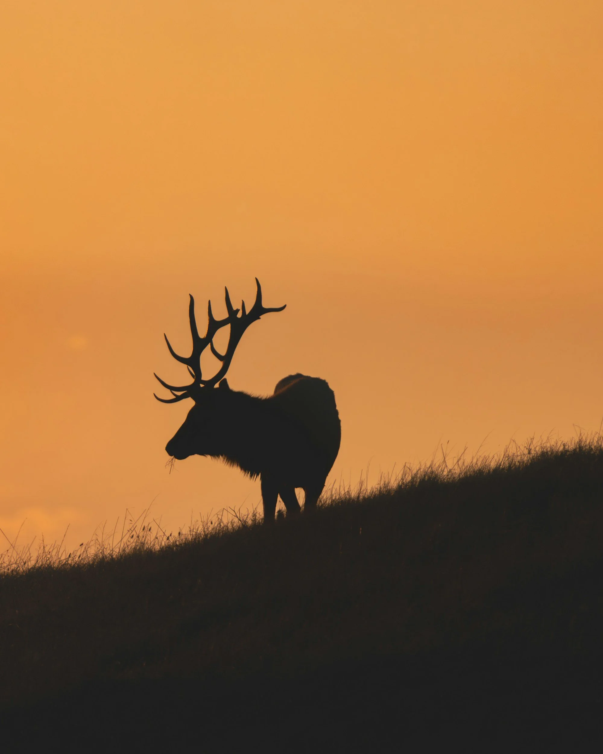 In Search Of 'The Spirit Moose'