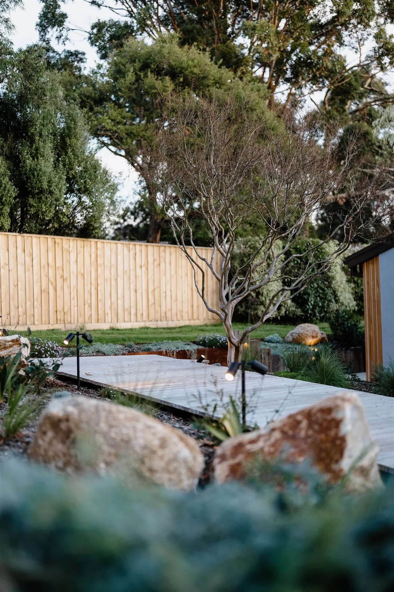 A mornington peninsula front yard with a small raised board walk, a leafless tree, rocks, with mediterranean stye native garden beds sheoak design