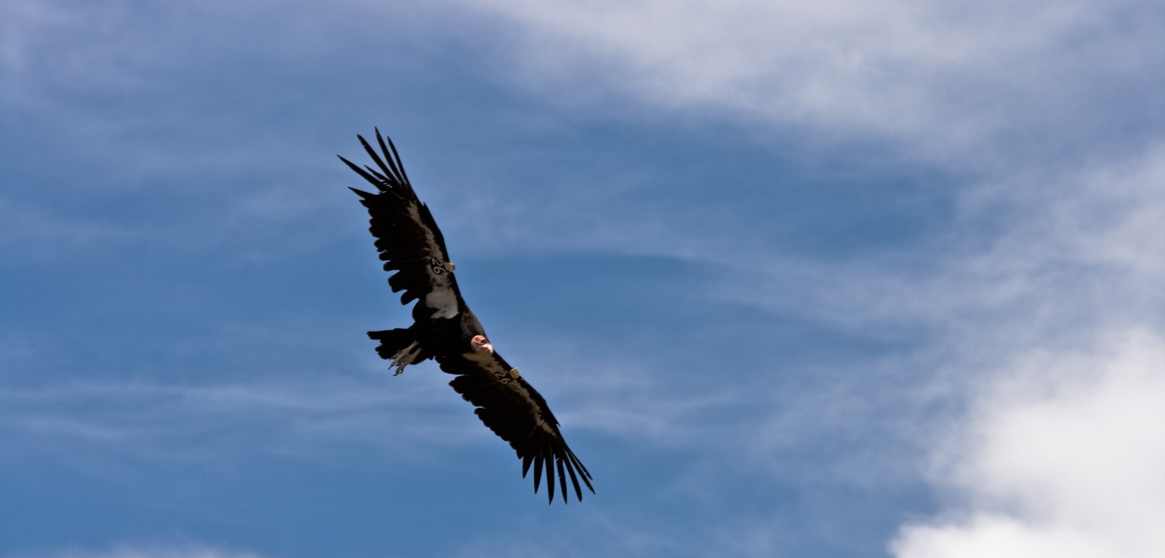 Condor - 1700x815.jpg