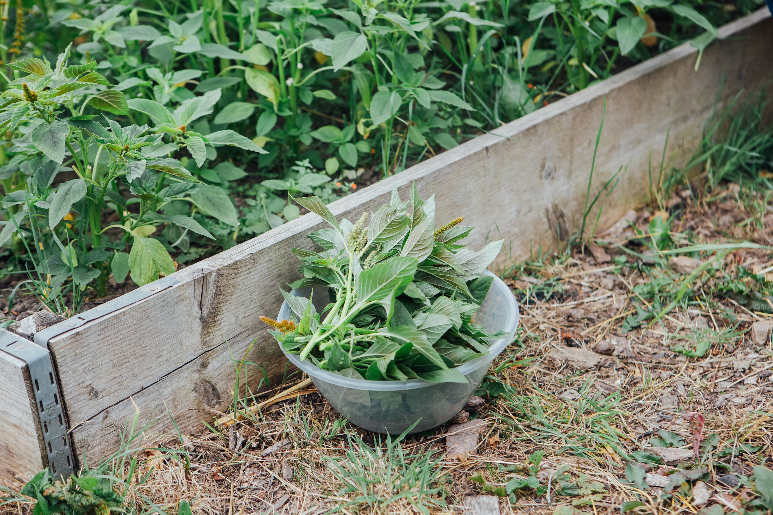 Sage Greenfingers Helena Dolby-8747.jpg