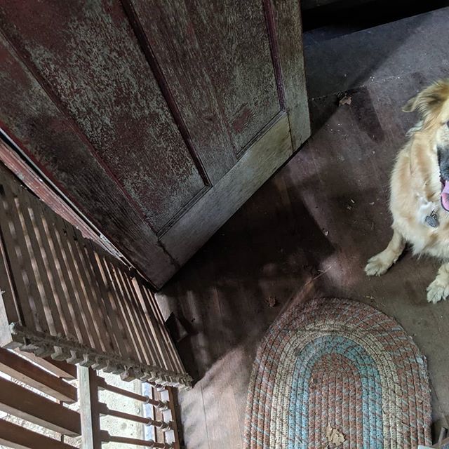 Ok....take two... What was I (not) thinking? She's part Golden Retriever,  part German Shepard and part St. Bernard... aka friendly, smart n loyal. Even at she 9 she still thinks, acts, and jumps like a puppy! #justalittlebitjelly
