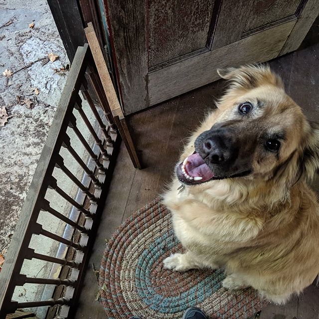 Back door dog door with a very happy dog, Shout is thrilled for us to finally be back home. Though still a bit bewildered as we shuffle between spaces, she's ok with it as long as she's along for the ride... and her own entree of fast food.