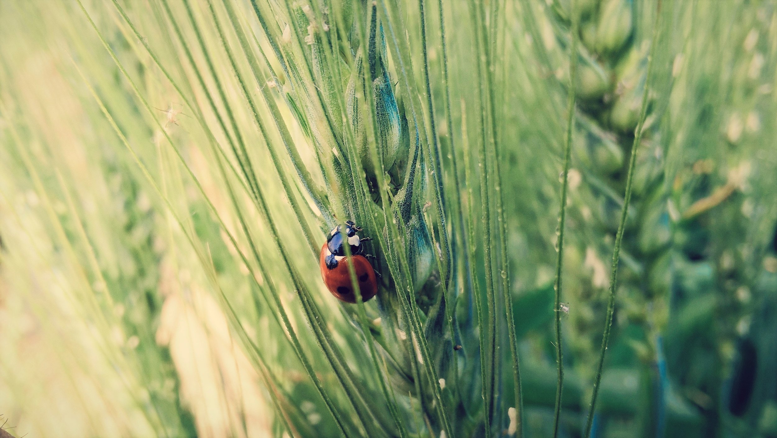 AVANTAJE PENTRU AGRICULTURA ORGANICĂ