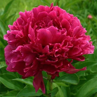 Rosenfield-Peonies.jpg