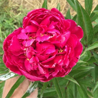 Old-Faithful-Peonies.jpg