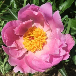 Sparkling-Star-Peonies.jpg