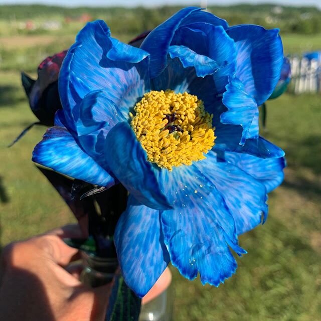 Our &ldquo;Go Blue&rdquo; peony