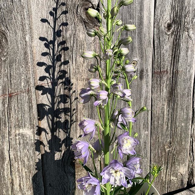 Hope to find someone(s) that could use a few 3 feet delphiniums because I&rsquo;ve got them!  And some peonies too...