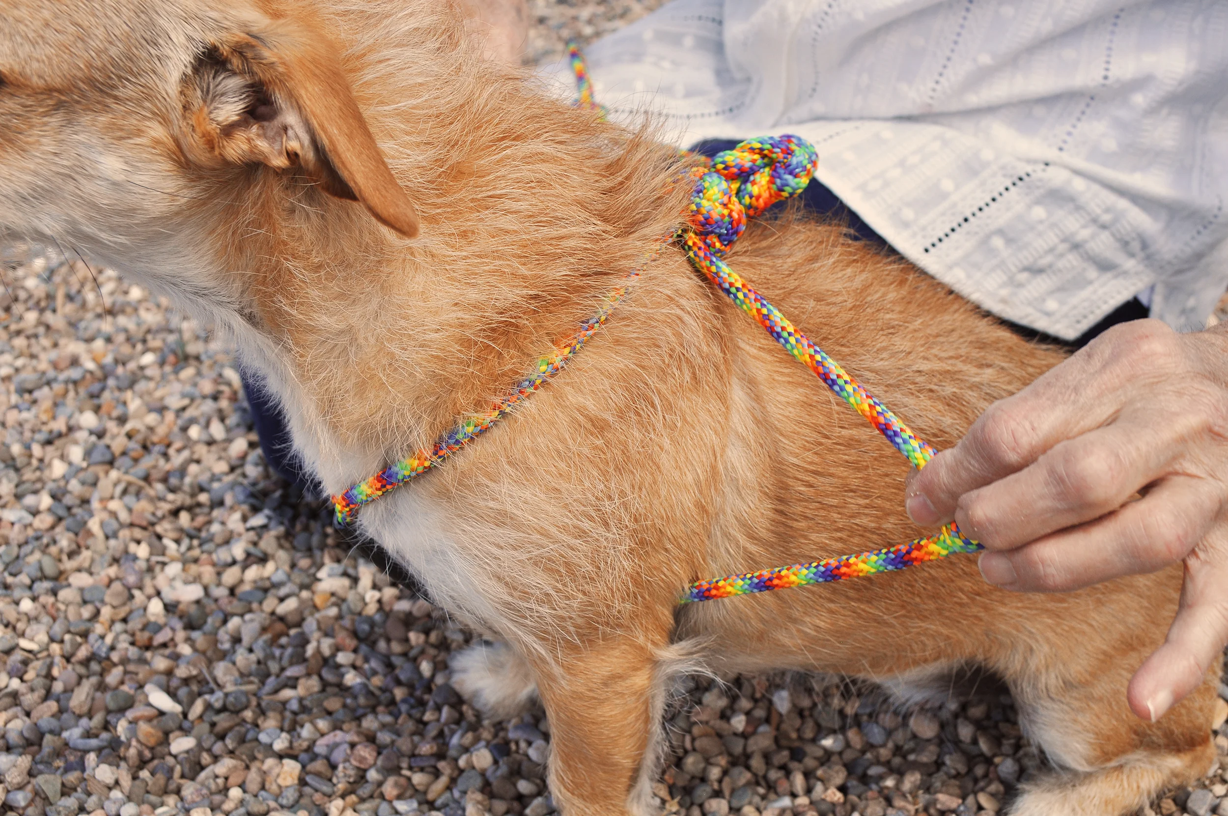 diy dog harness out of rope