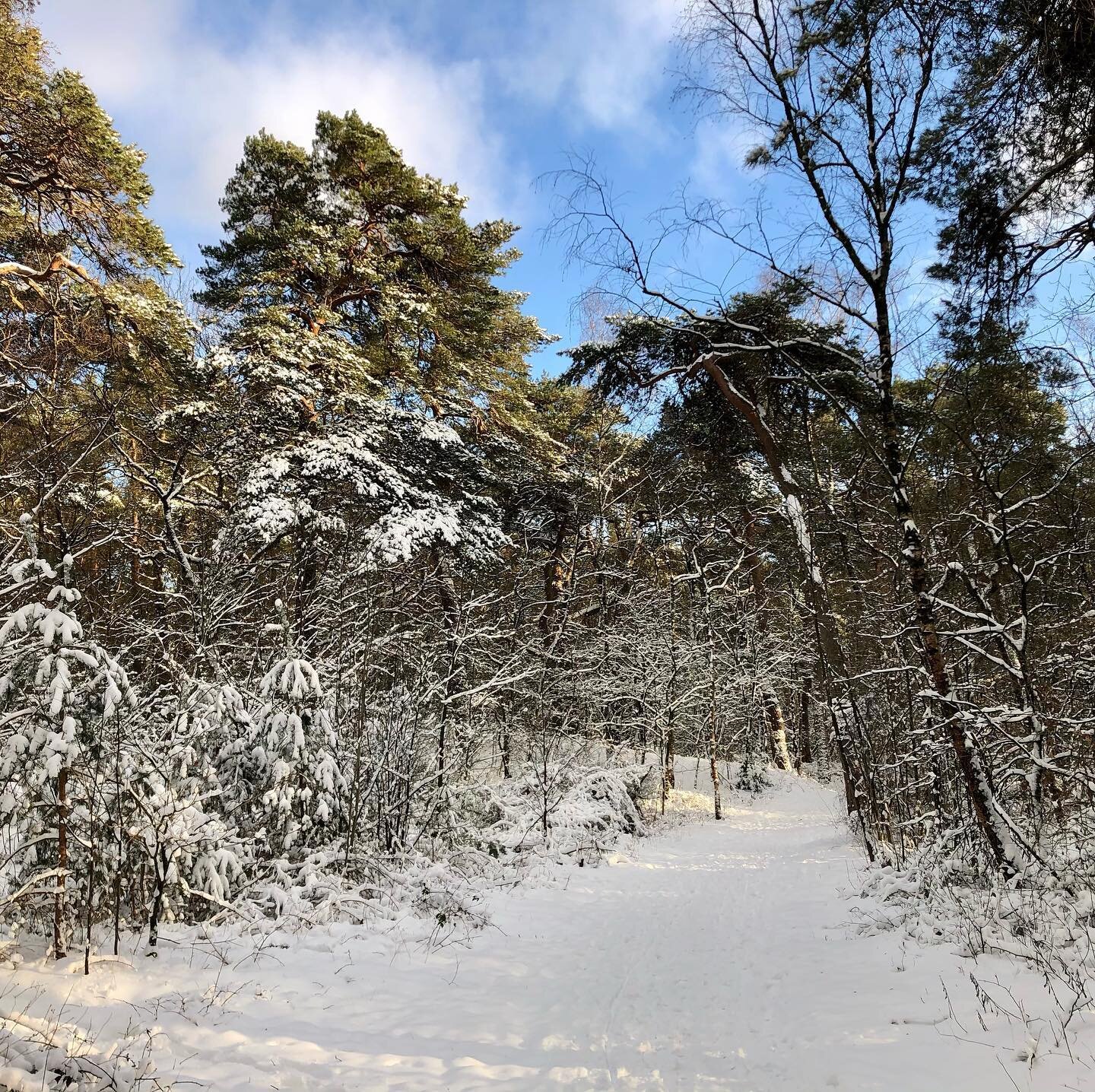 Afternoon walk in the frosty winter ❄️ 
.
.
.
#winter #snow #sun #forest #trees #walk #peace #space #whattheworldneedsnow