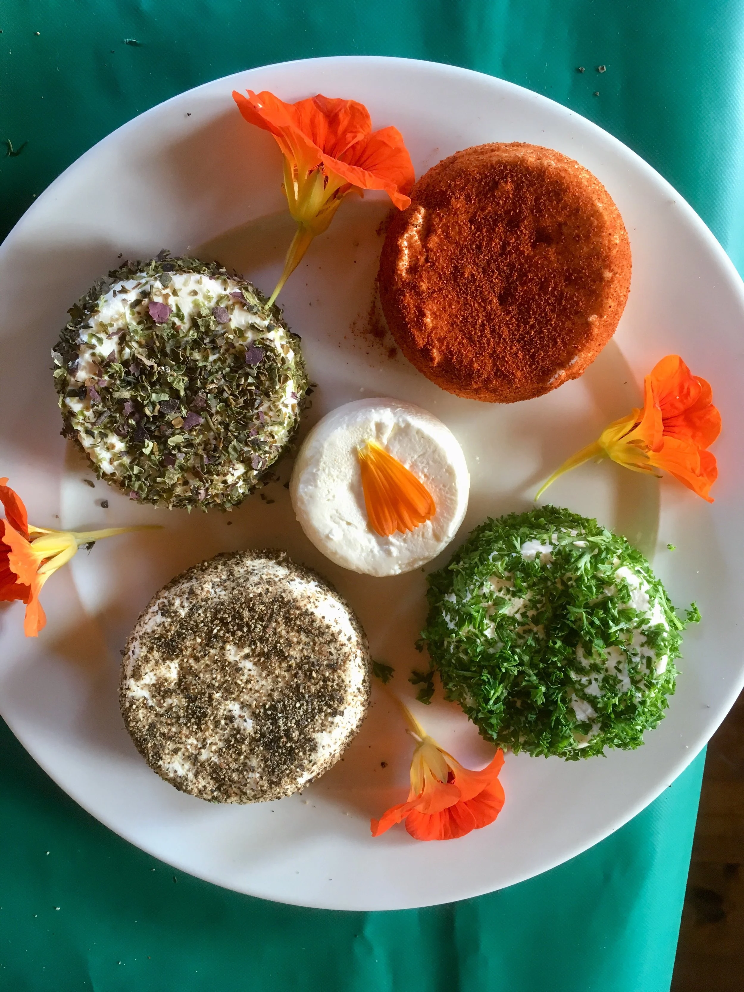 The Wonder of the Lactic Acid Bacteria  