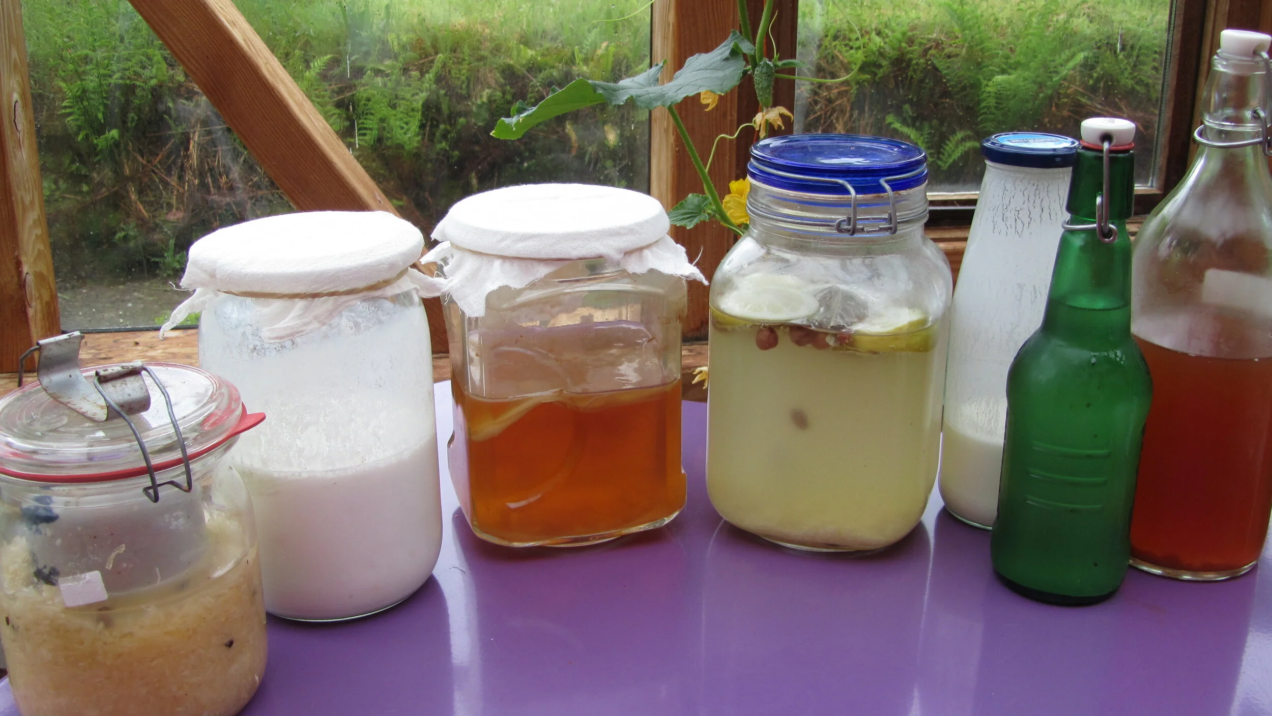 Revised - Fermented foods and drinks - the classic introduction