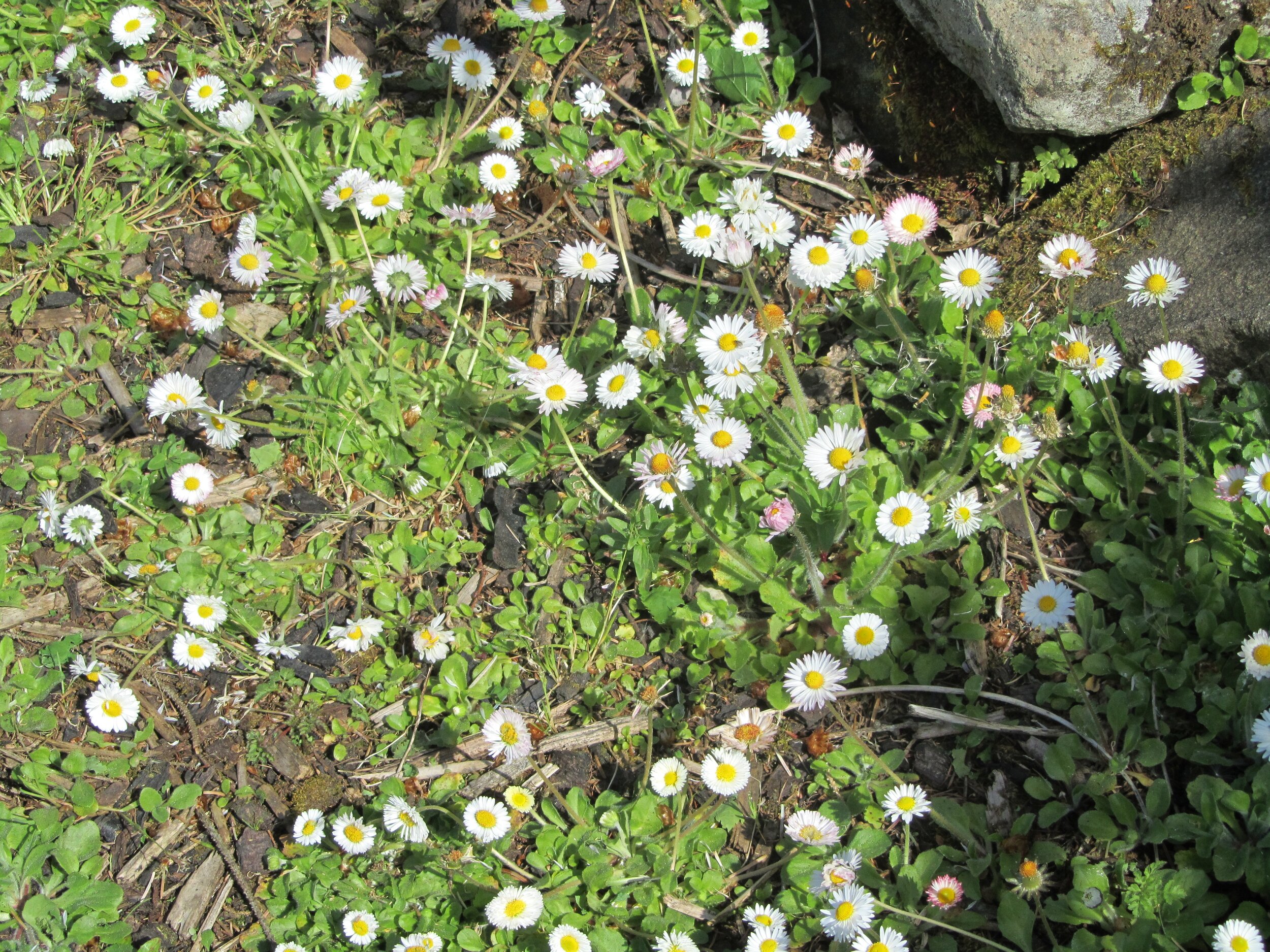 Daisies – sunny outlook