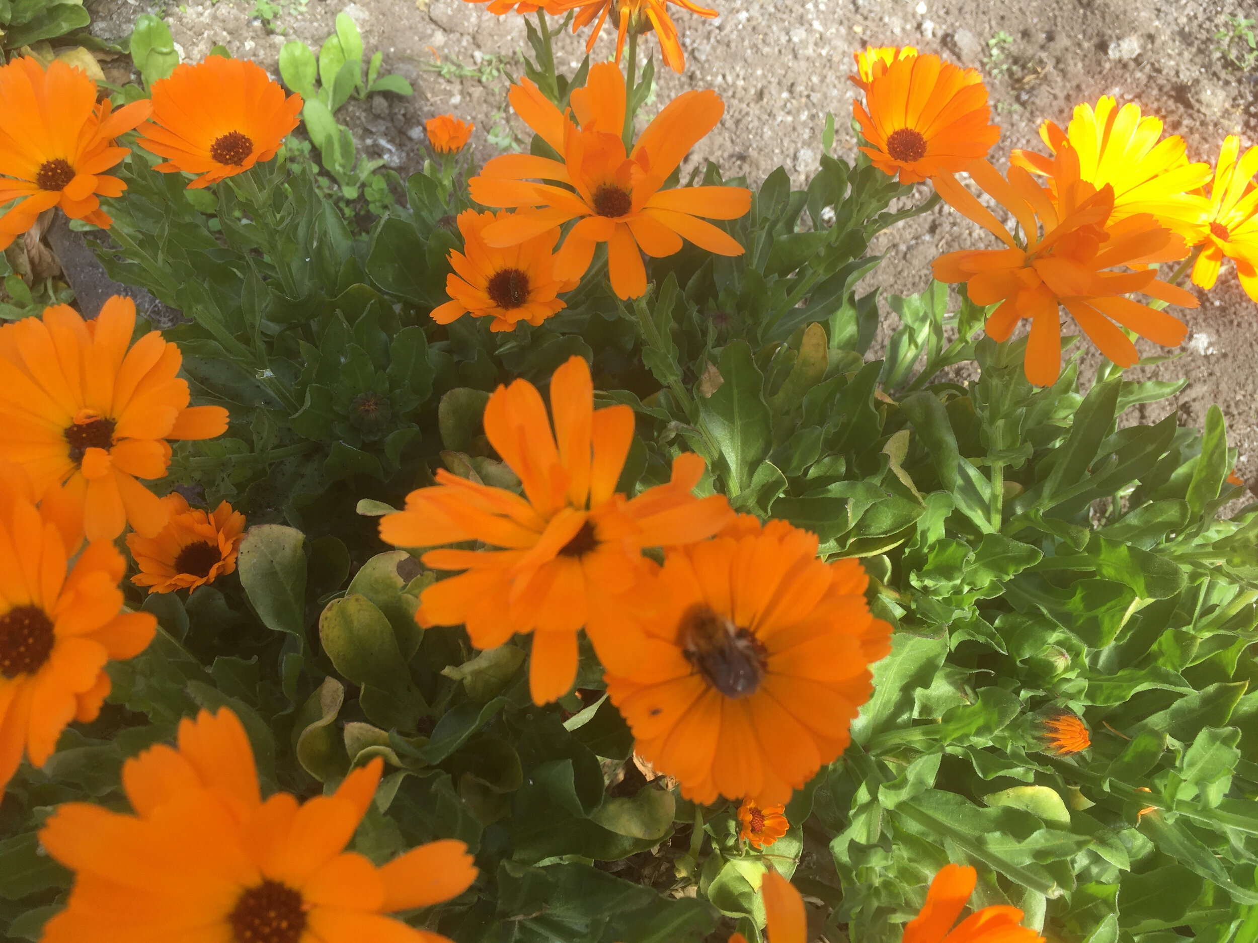 bee and many calendula.jpg