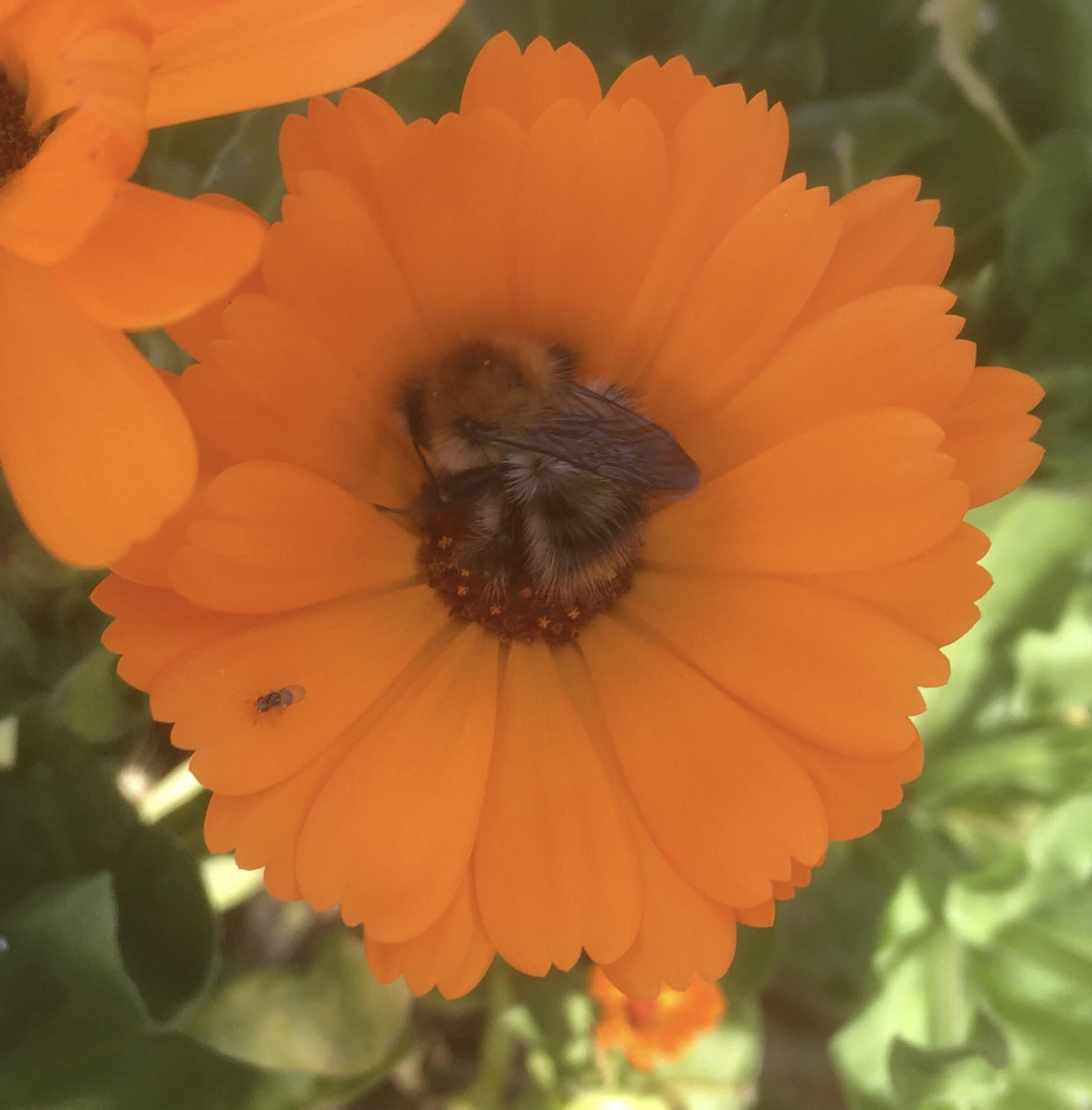 bee and calendula.jpg