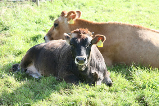 Jersey cows Ballymaloe.jpg