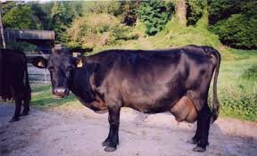 Kerry cow 2.jpg