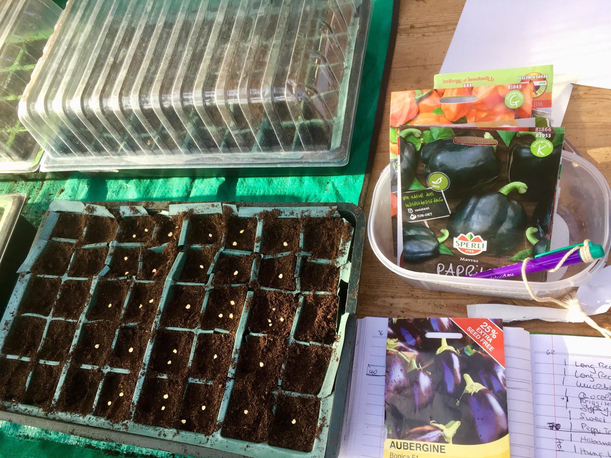 sowing aubergines.jpg