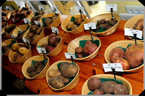 potato display.jpg