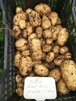 new+Orla+potatoes.jpg