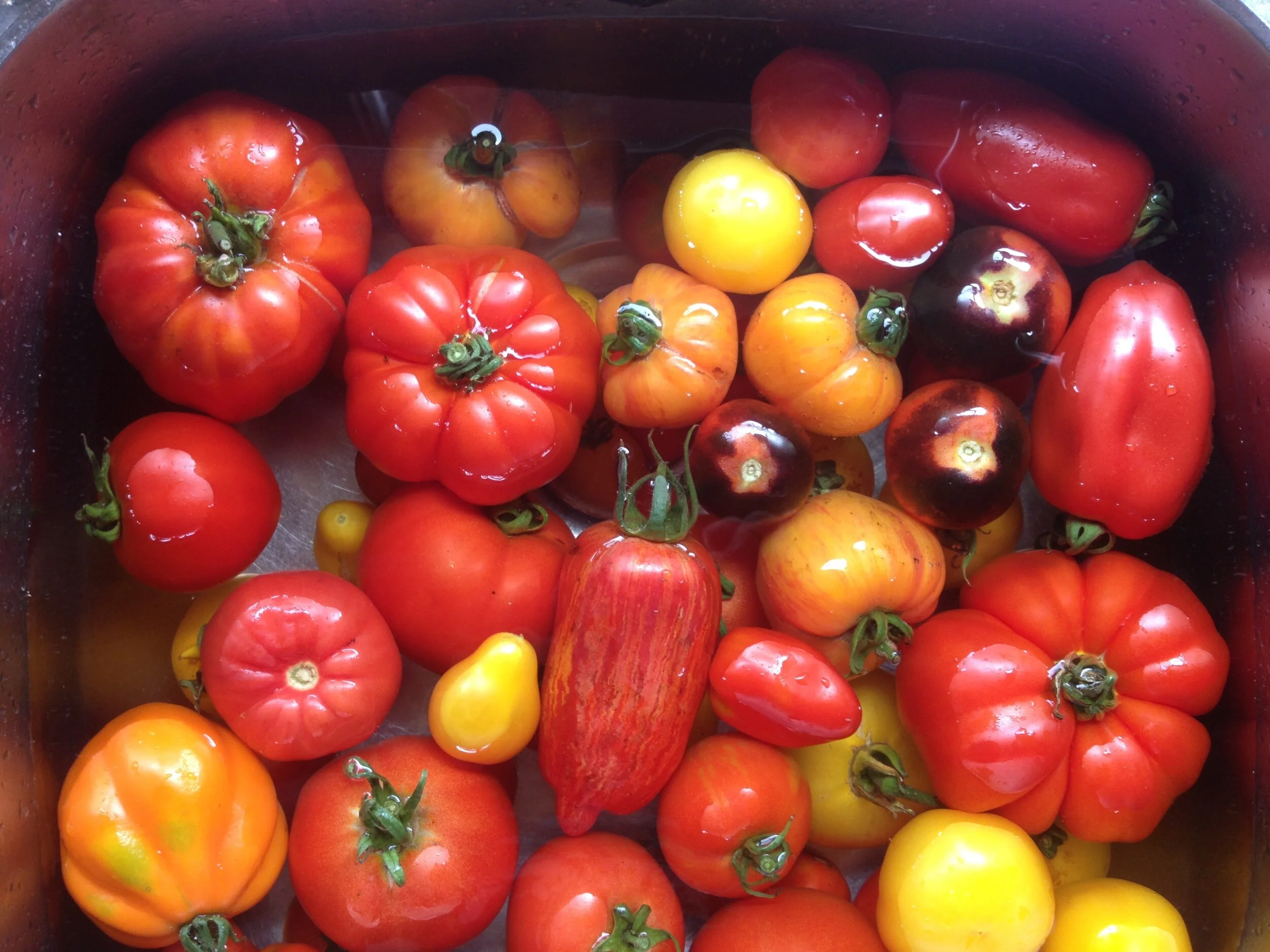 A lifetime growing and eating tomatoes