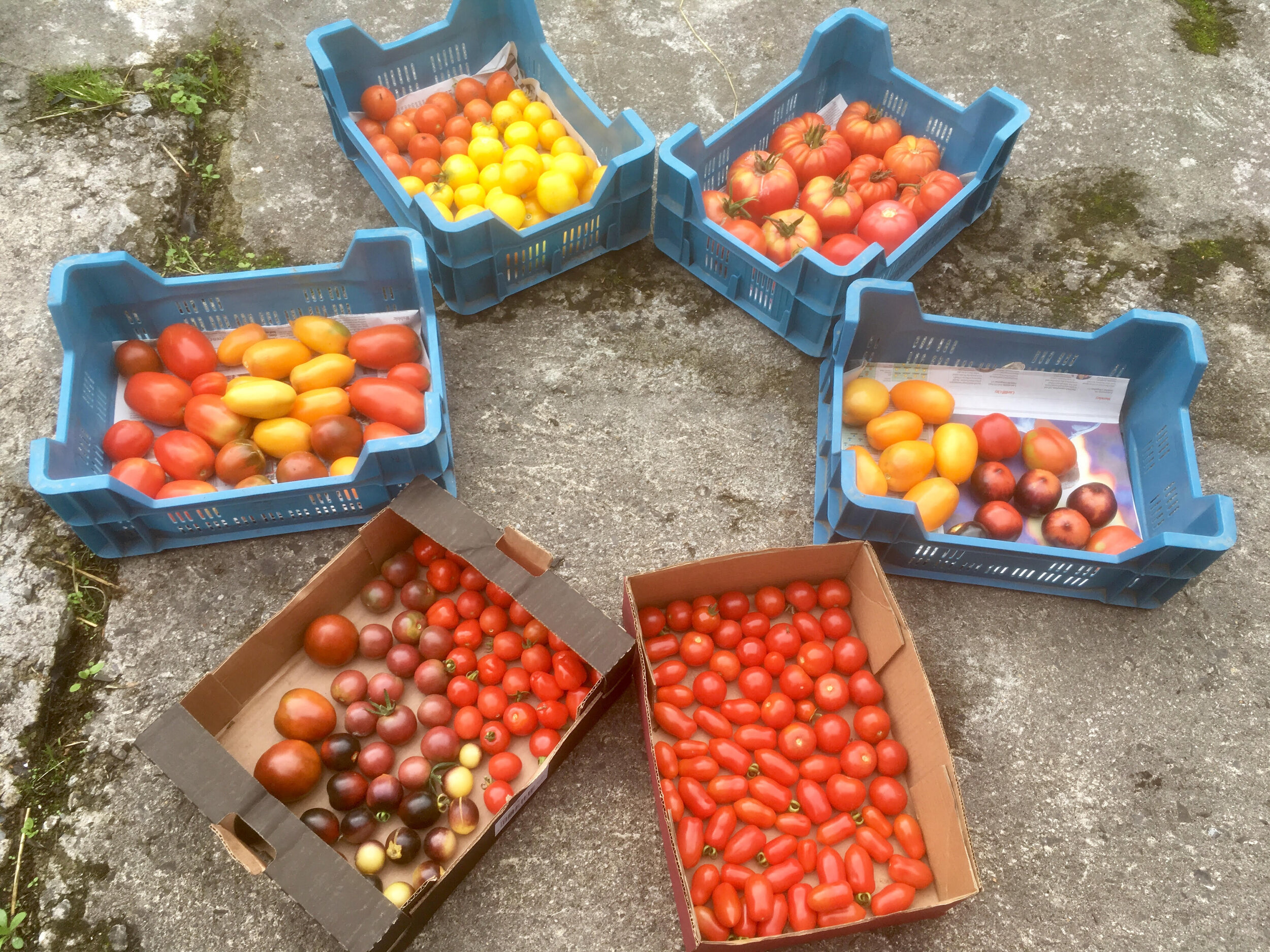 medley of tomatoes Neantog.jpg