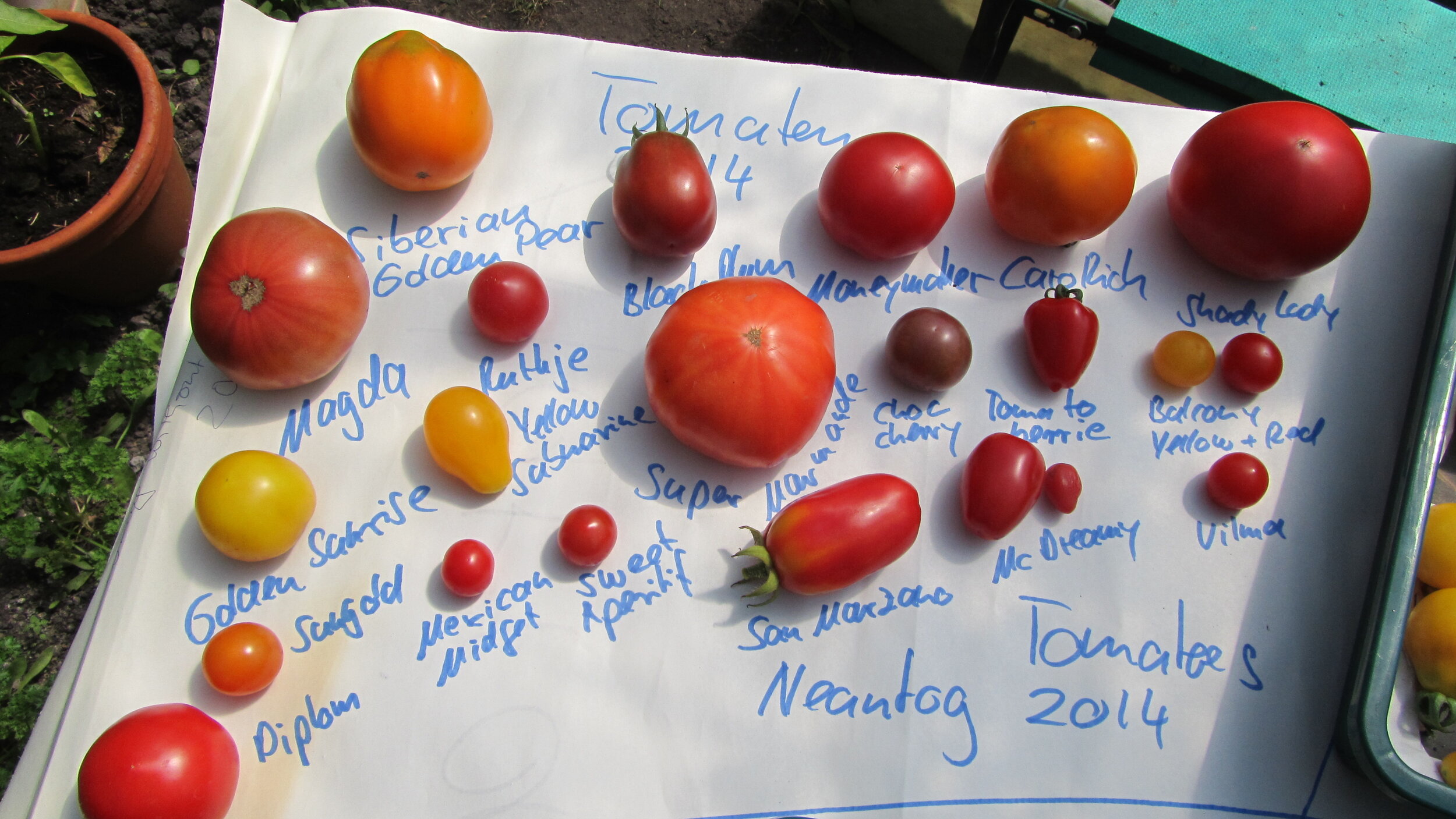 Neantog Tomatoes 2014.JPG