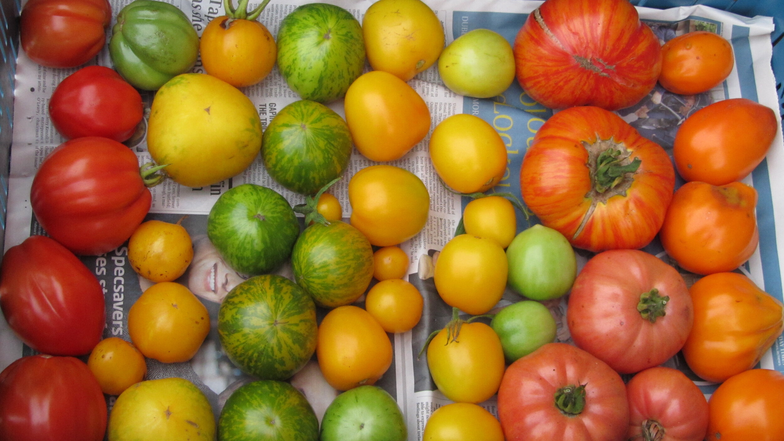 multi coloured tomatoes.JPG
