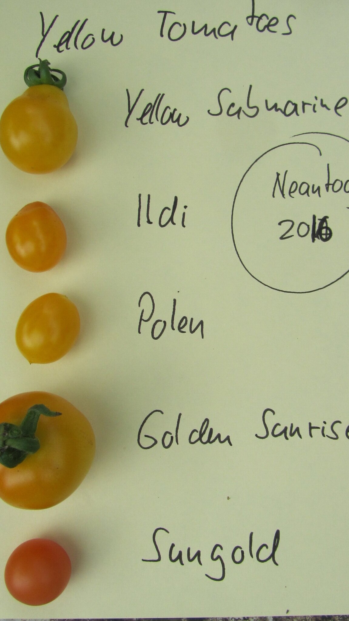 yellow+Tomatoes+Neantog+2016.jpg