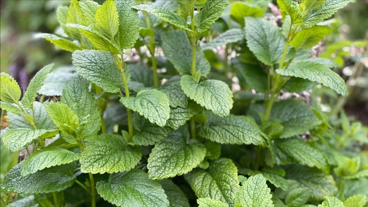 Traditional Medicinals Organic Lemon Balm Tea 16 Bags – Natural Focus Health