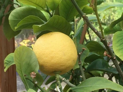 The Sweetness of Sour in Lemons Discover flavour series 3: sour