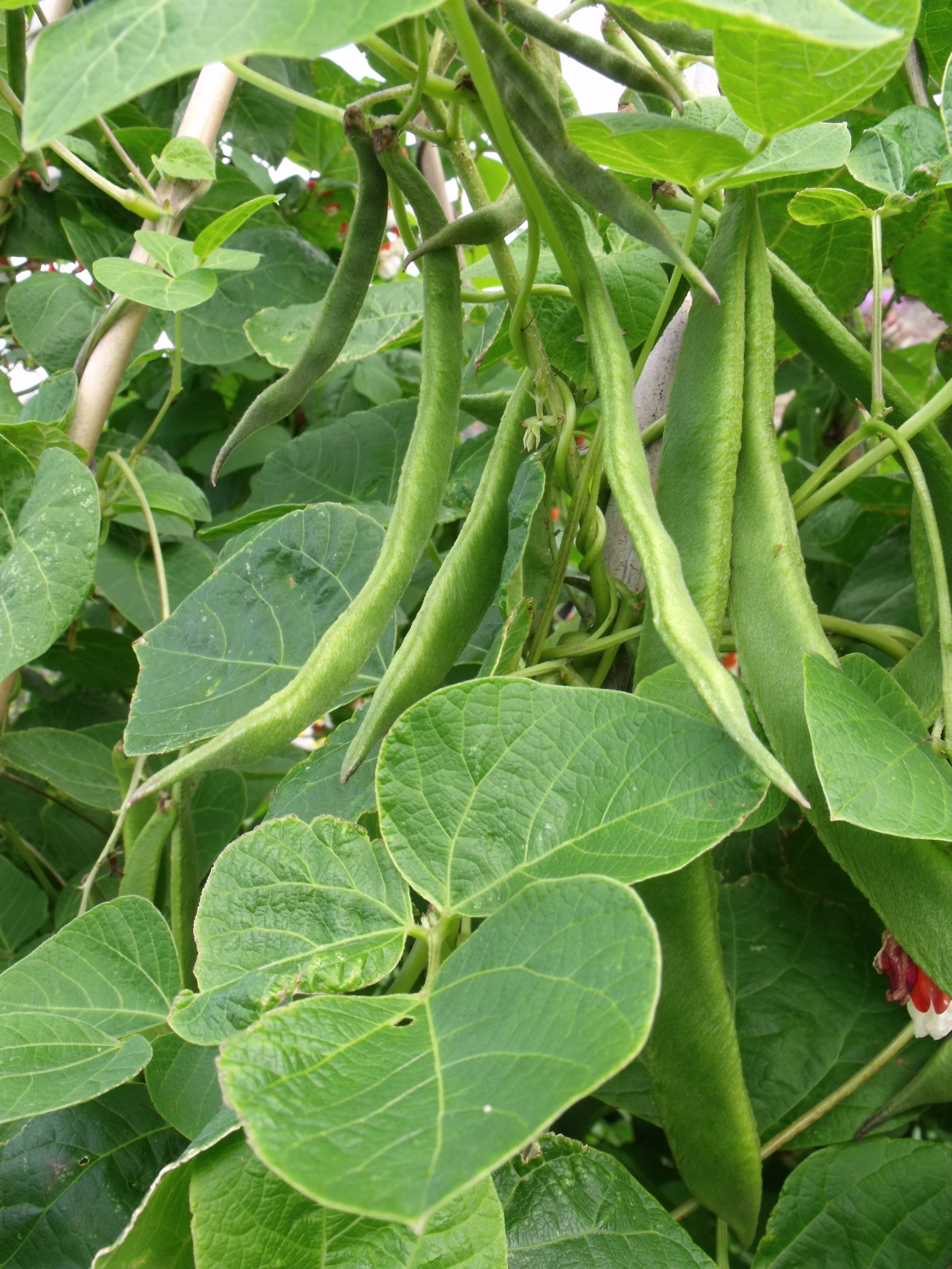 A Summer full of Beans - Growing French or runner beans