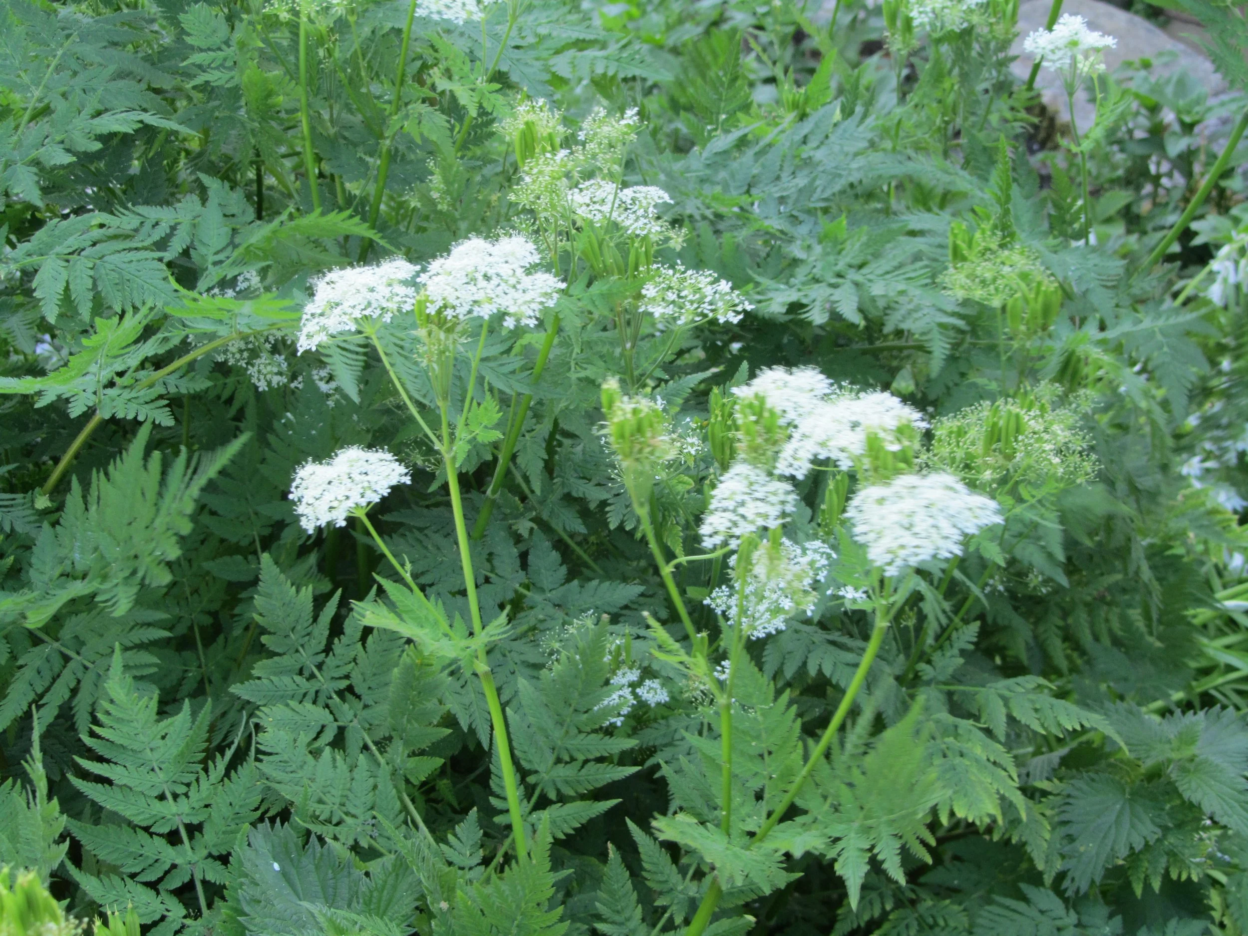 Sweet Cicely