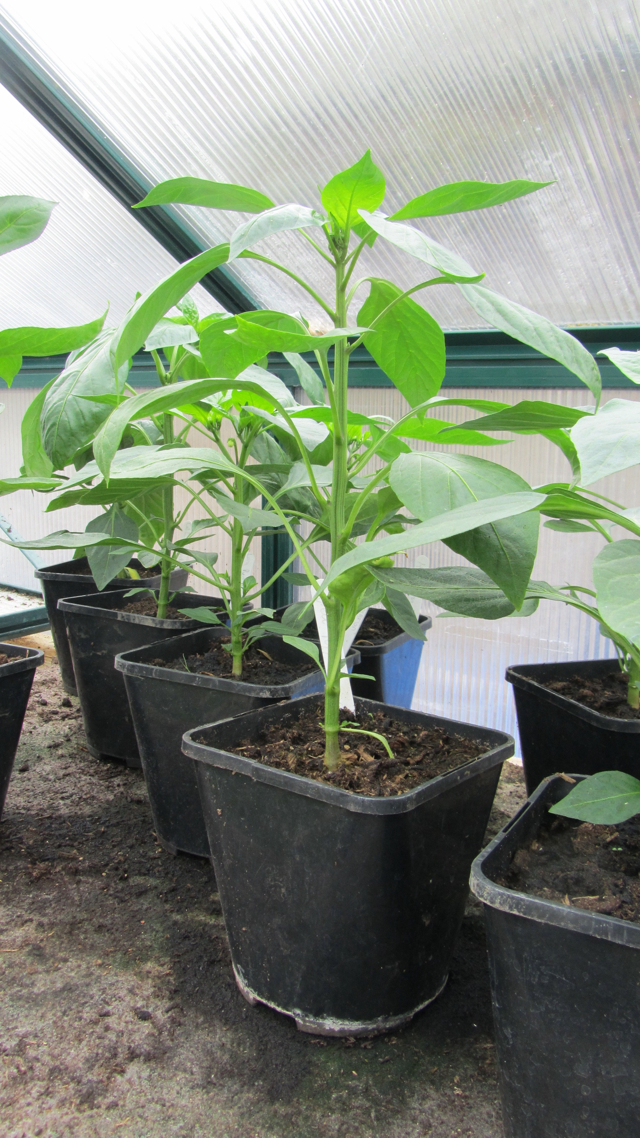 pepper plants for polytuinnel.jpg