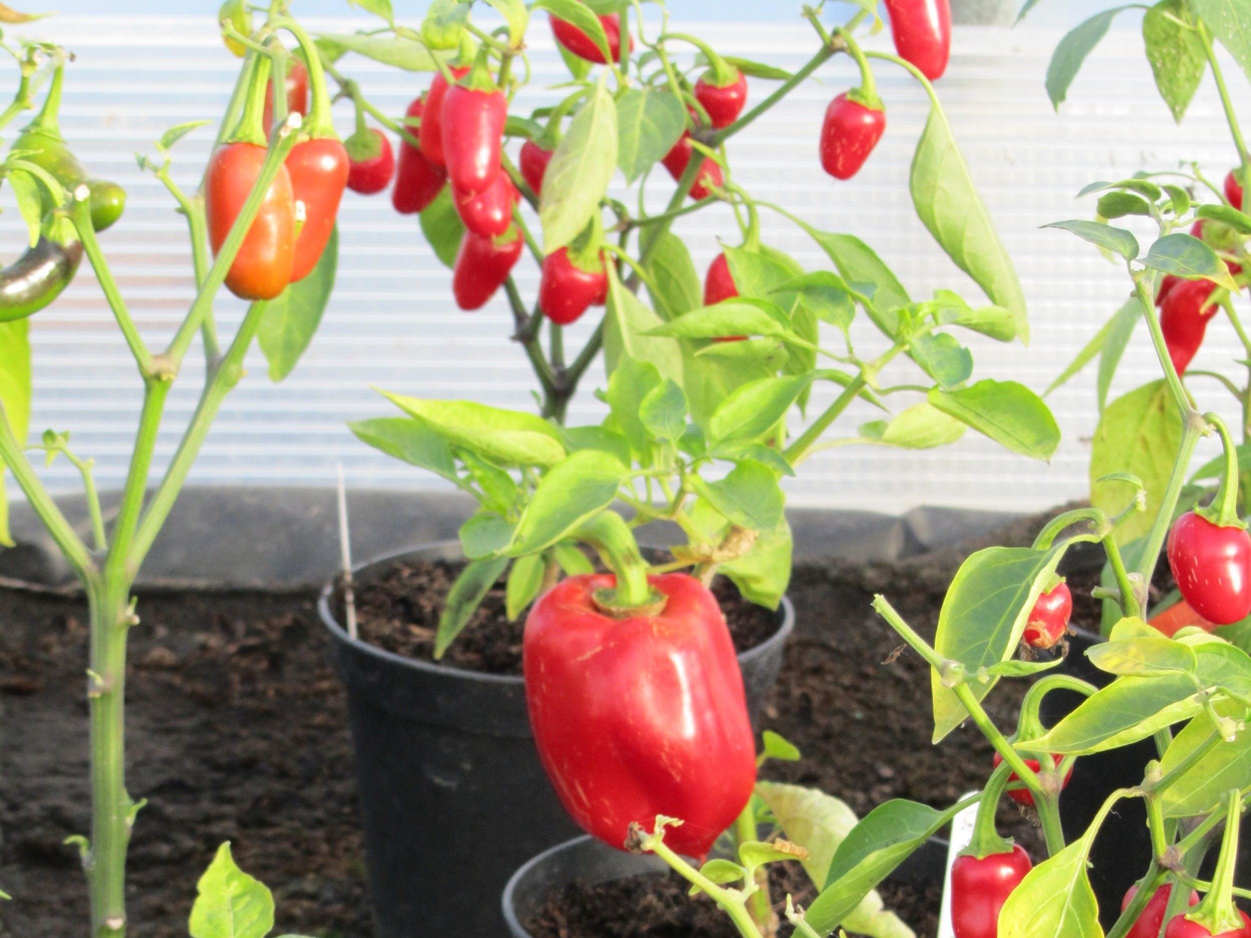 polytunnel+peppers+in+pot+for+talk.jpg