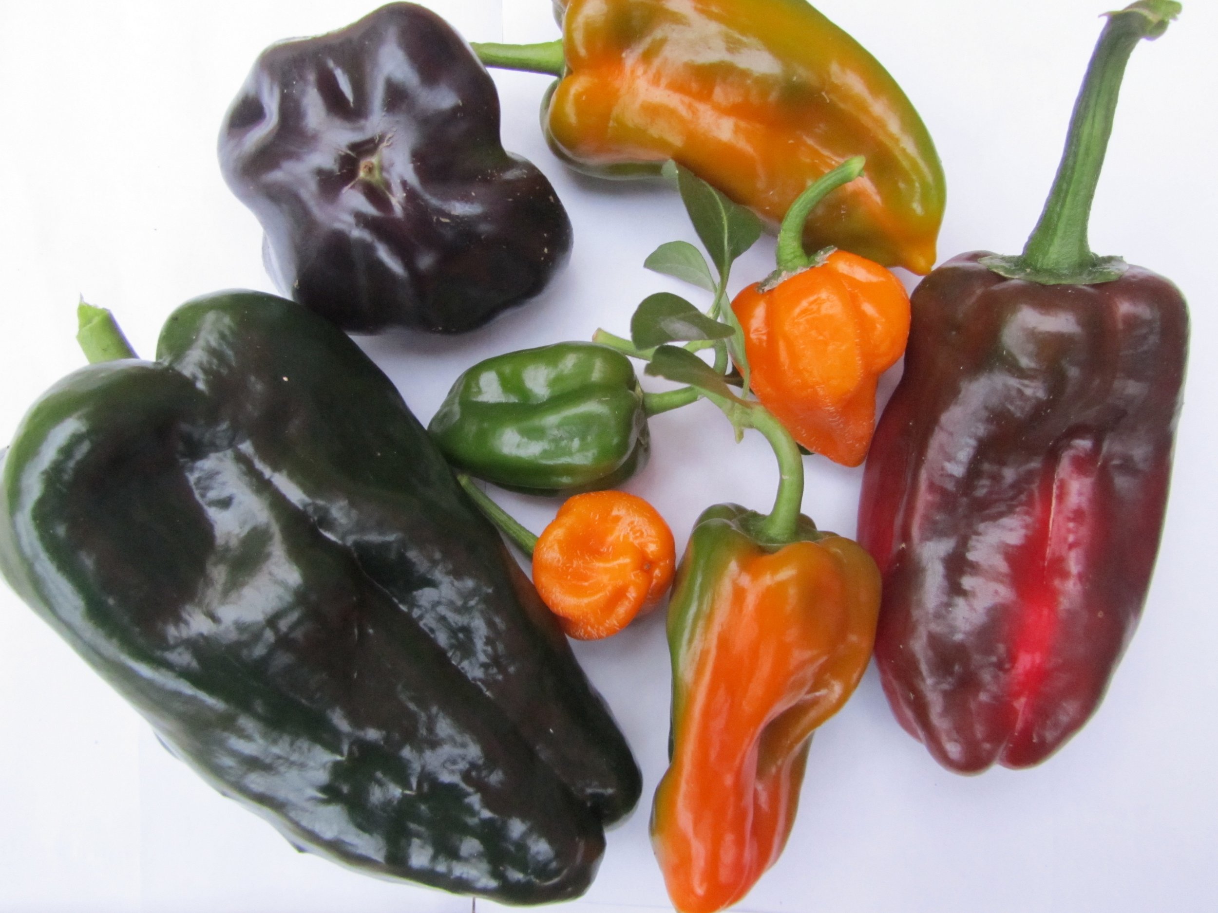peppers oct 12.jpg