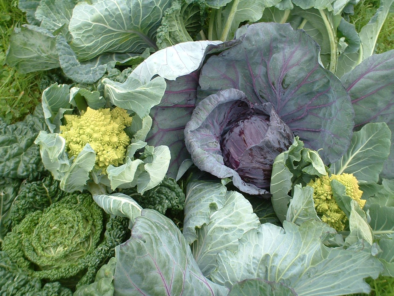 all sorts of cabbages.JPG