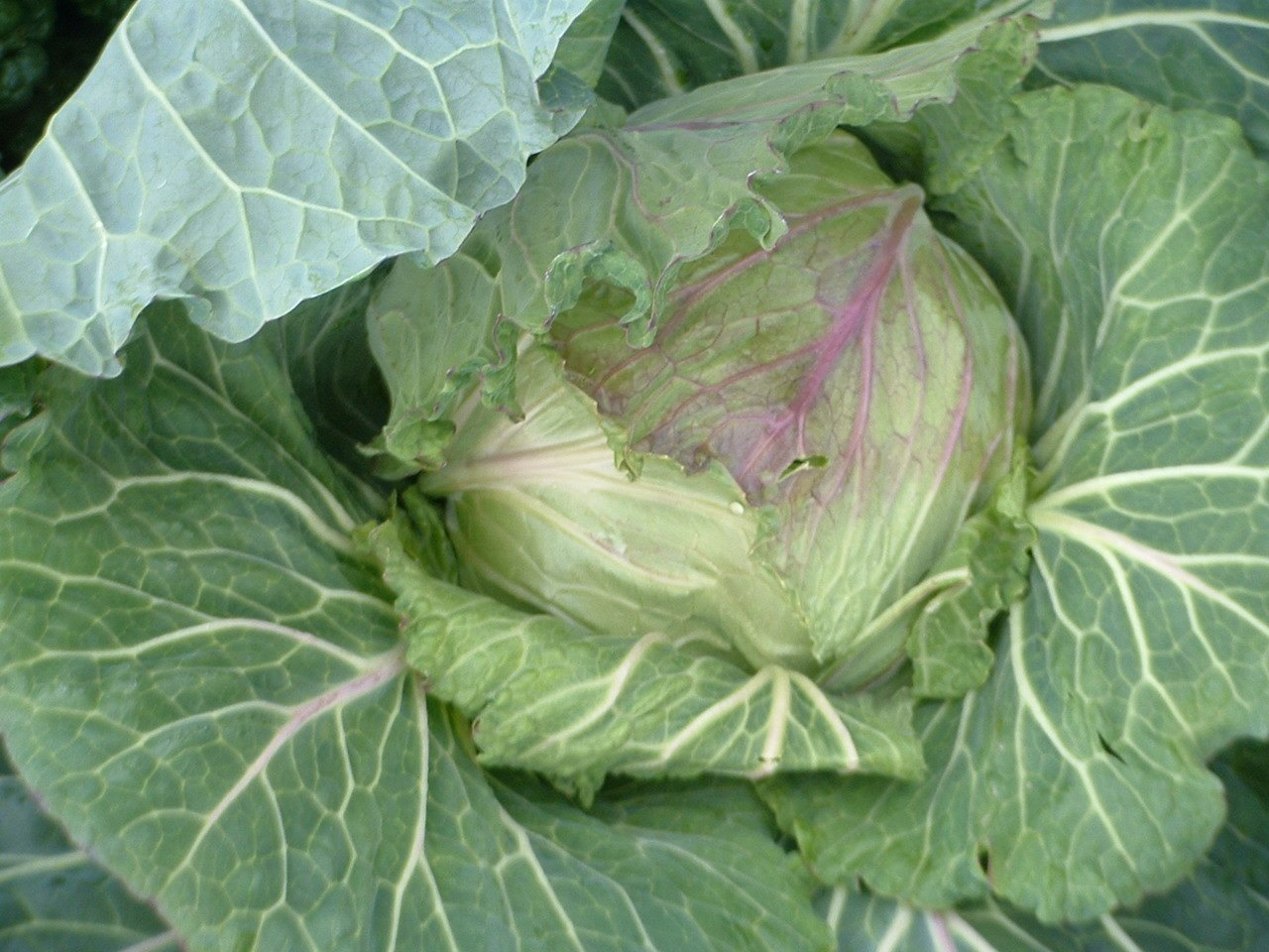 cabbage 1.JPG