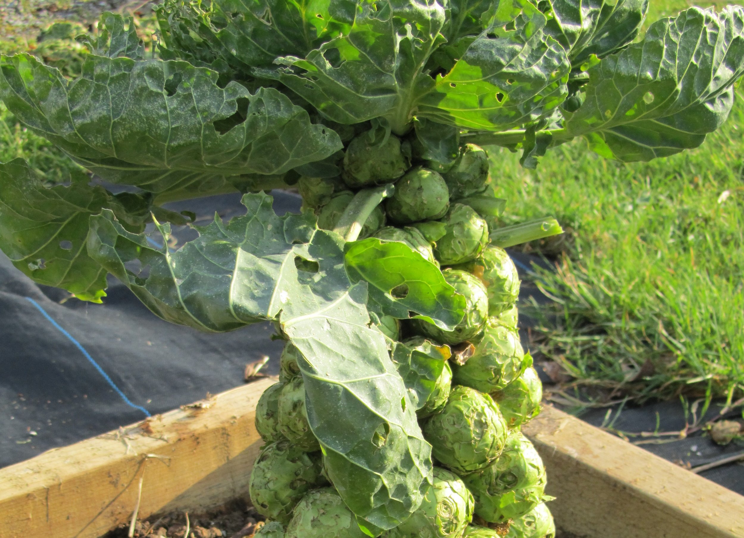 brussel sprouts (2).jpg