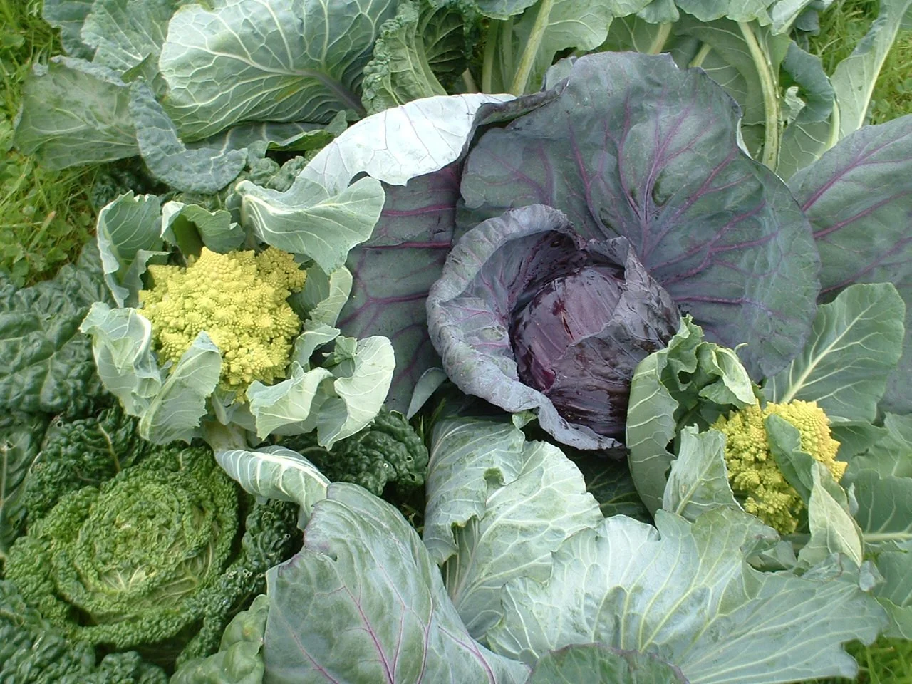 A Cabbage for all Seasons