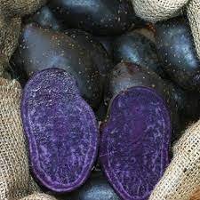 Violetta potatoes.jpg