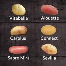 new potatoe varieties.jpg
