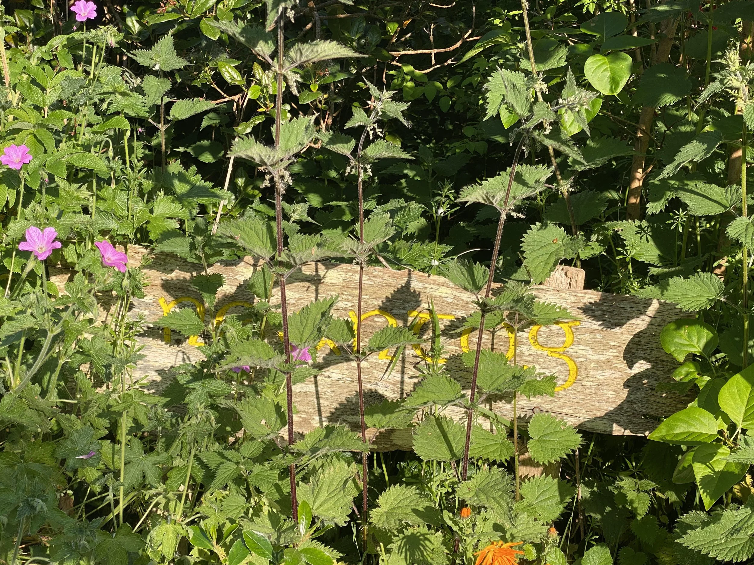 The official gardening world is catching up – Weeds are now rebranded as resilient plants.