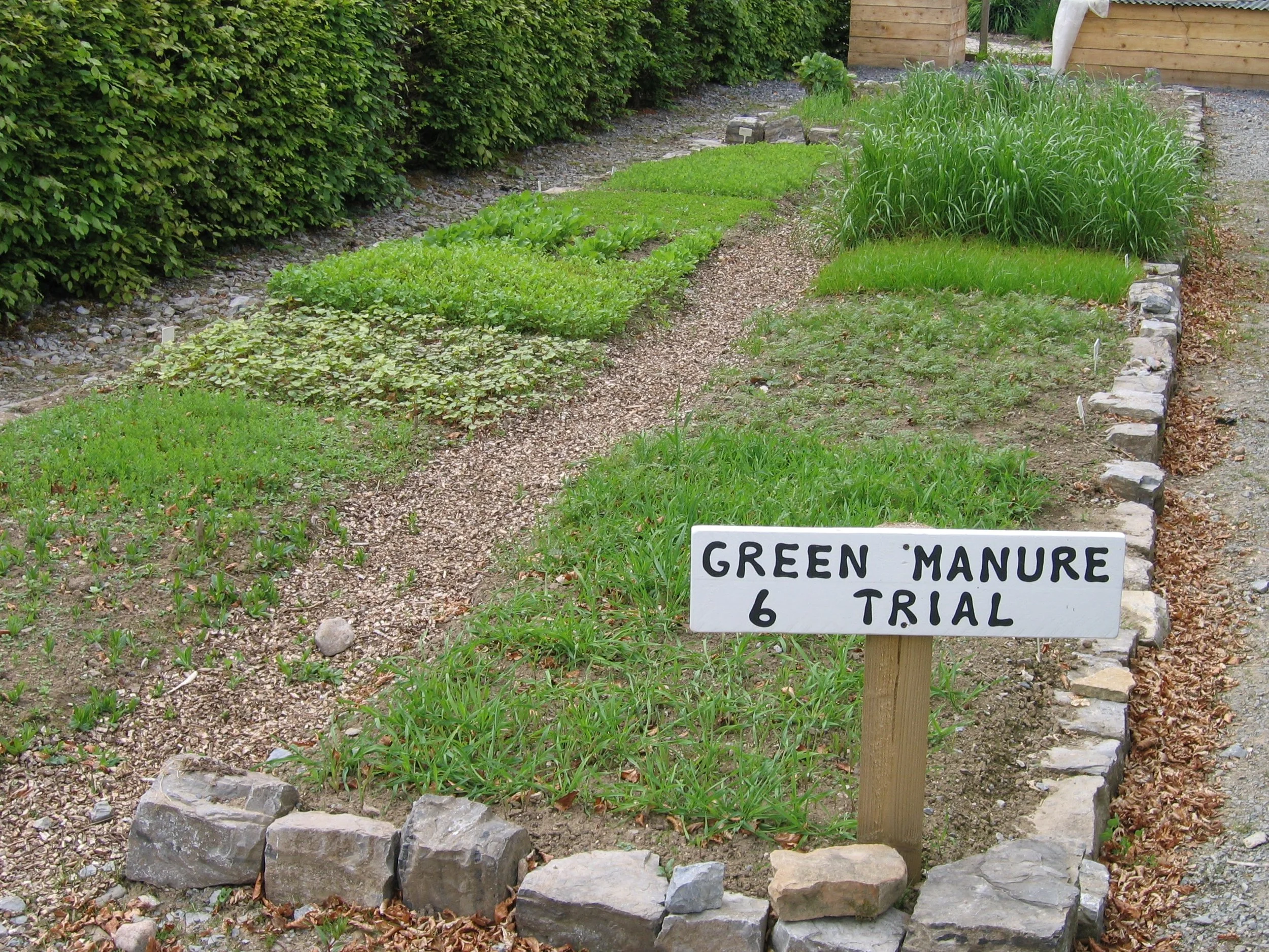 Green manures for soil fertility