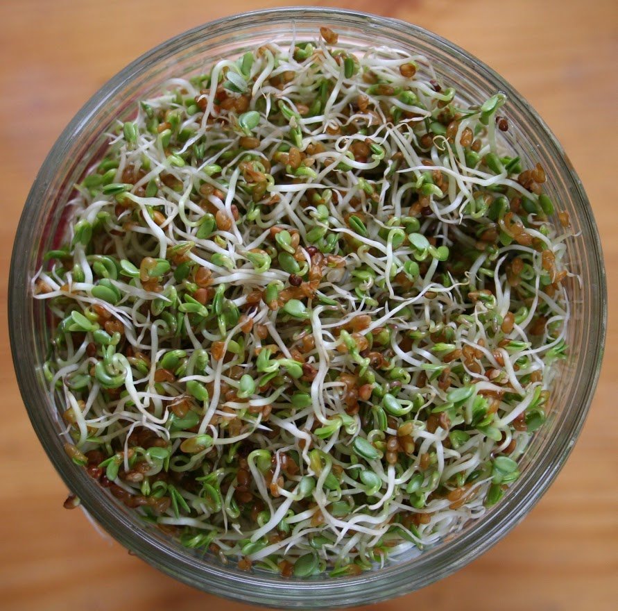 Sprouts jar close up above.JPG