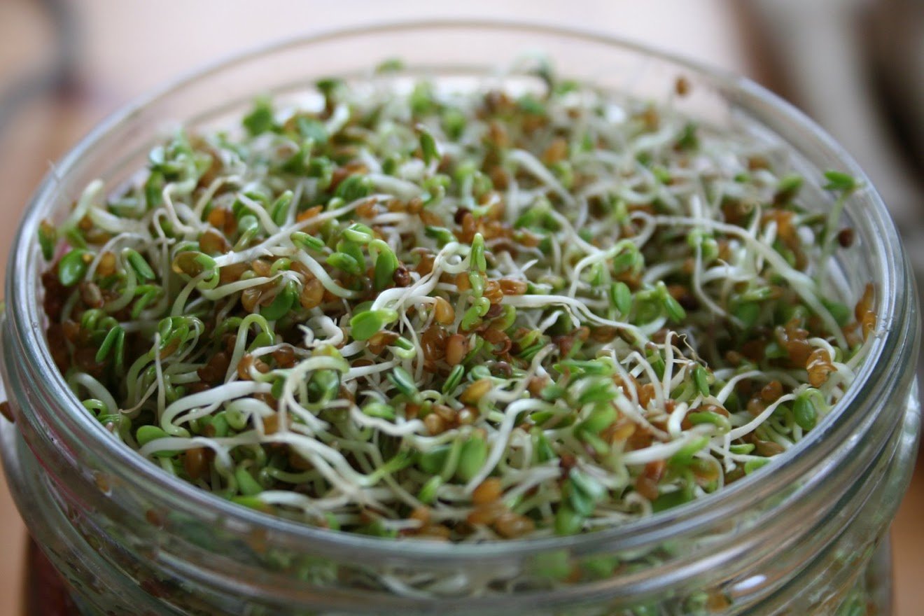 SProuts jar close up.JPG